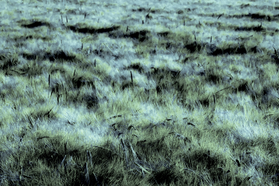 Rye CXXXVII - ID 007779