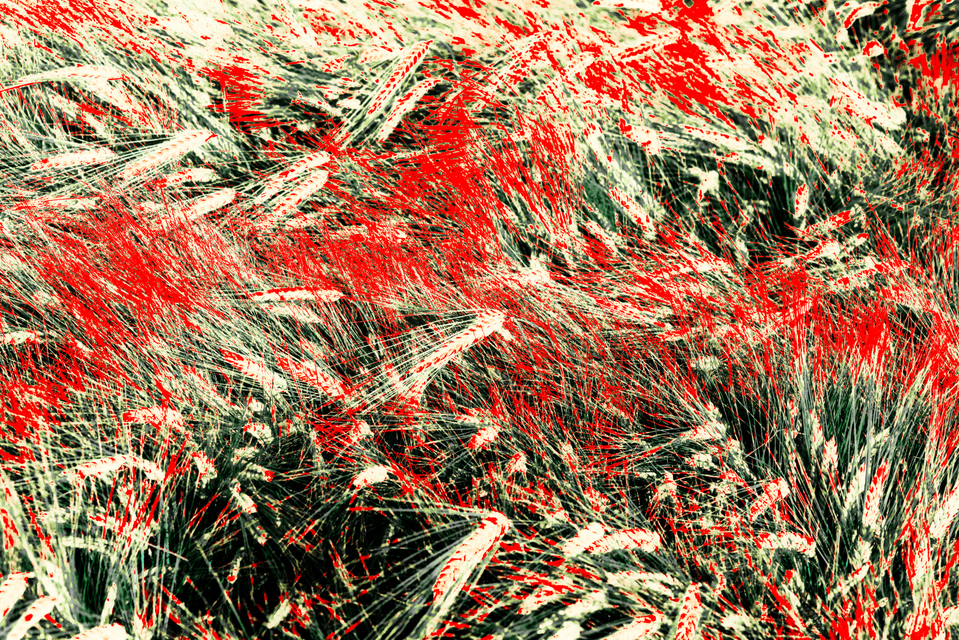 Rye CXXXVIII - ID 007780