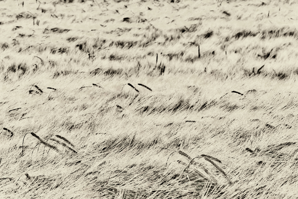 Rye CXLI - ID 007783