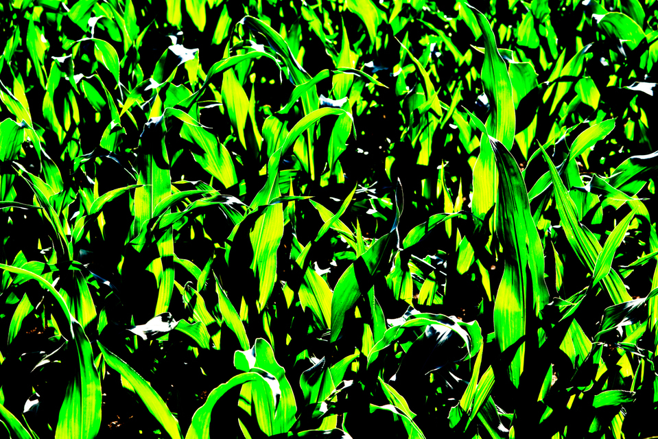 Green Corn - ID 007784