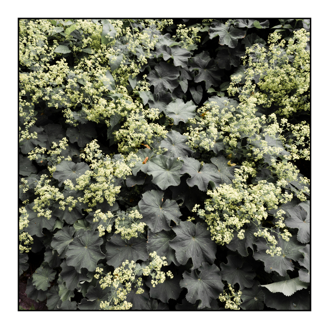 Alchemilla - ID 007787