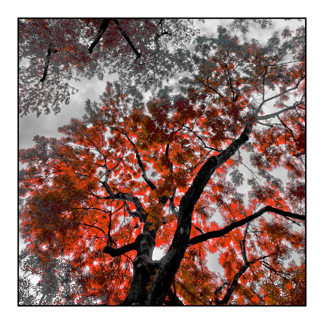 Red Tree - ID 007788