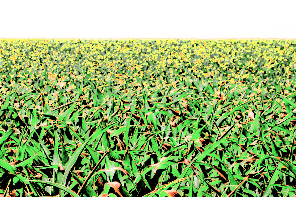 Corn Field I - ID 007789