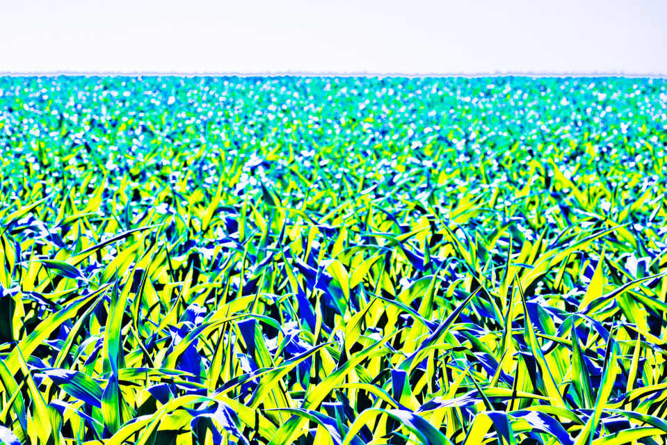 Corn Field II - ID 007790