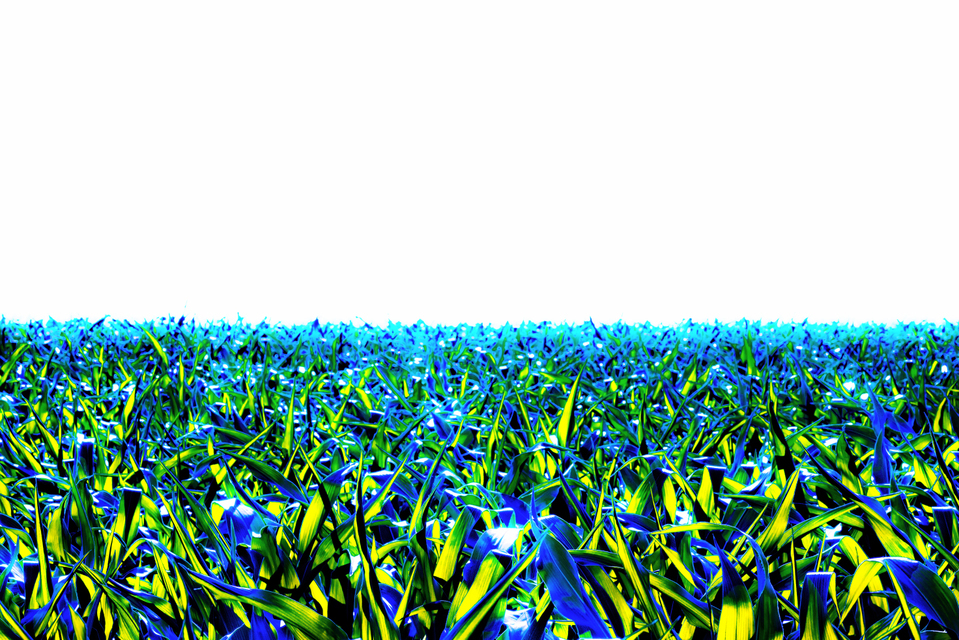 Corn Field VI - ID 007794