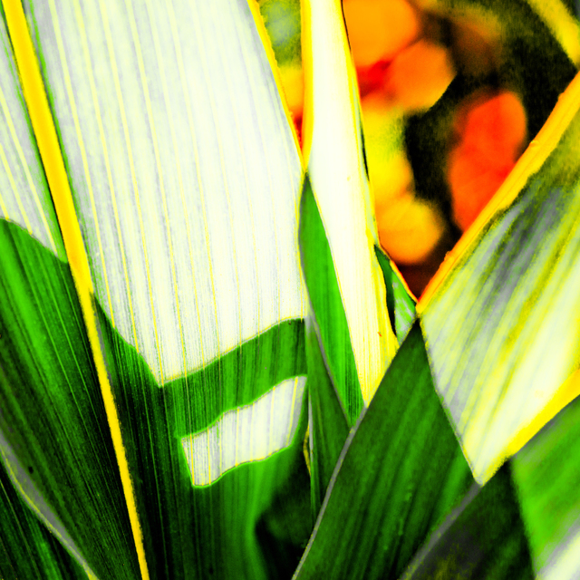 Corn Color I - ID 007795