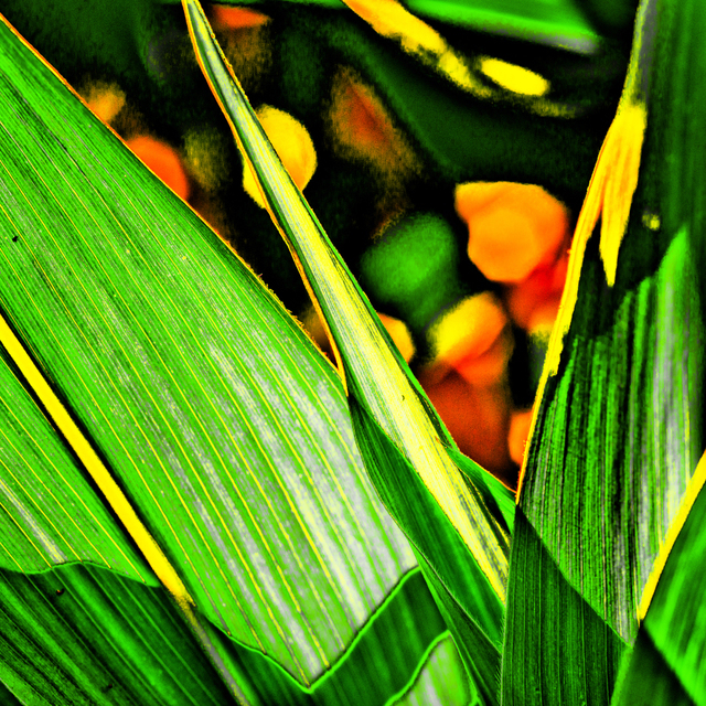 Corn Color II - ID 007796