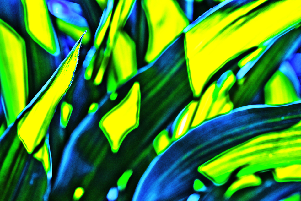 Corn Color IV - ID 007798