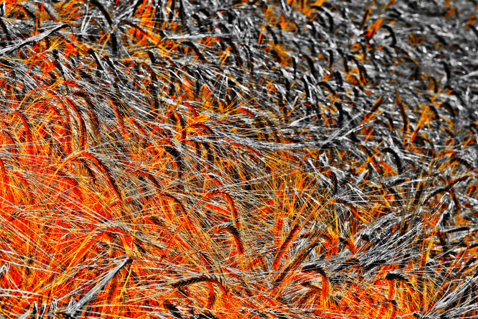 Rye CXLVIII - ID 007804