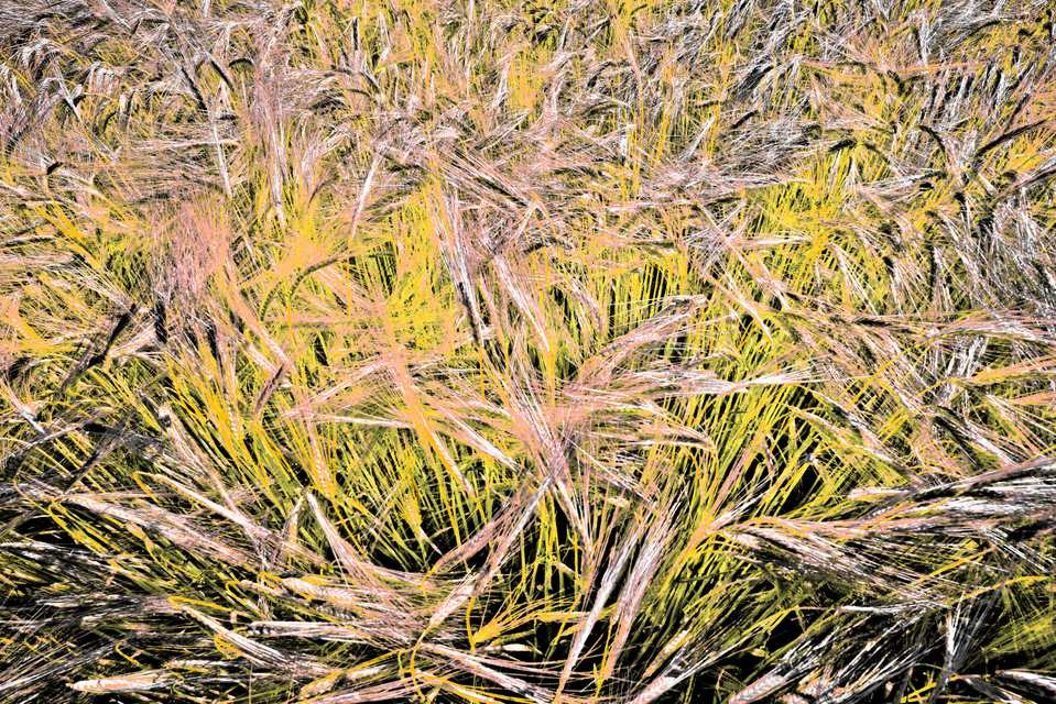 Rye CLII - ID 007808