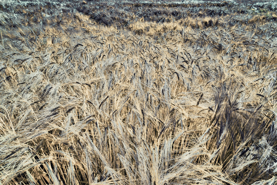 Rye CLIII - ID 007809