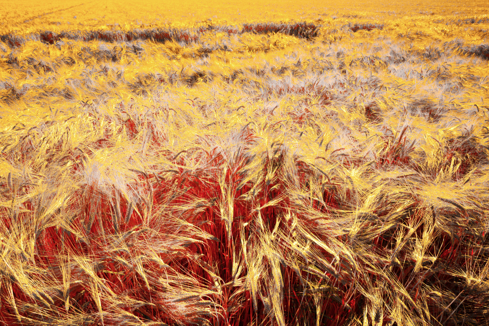 Rye CLVI - ID 007812