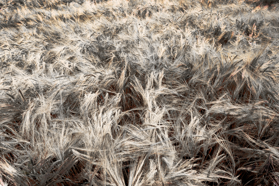 Rye CLXII - ID 007818