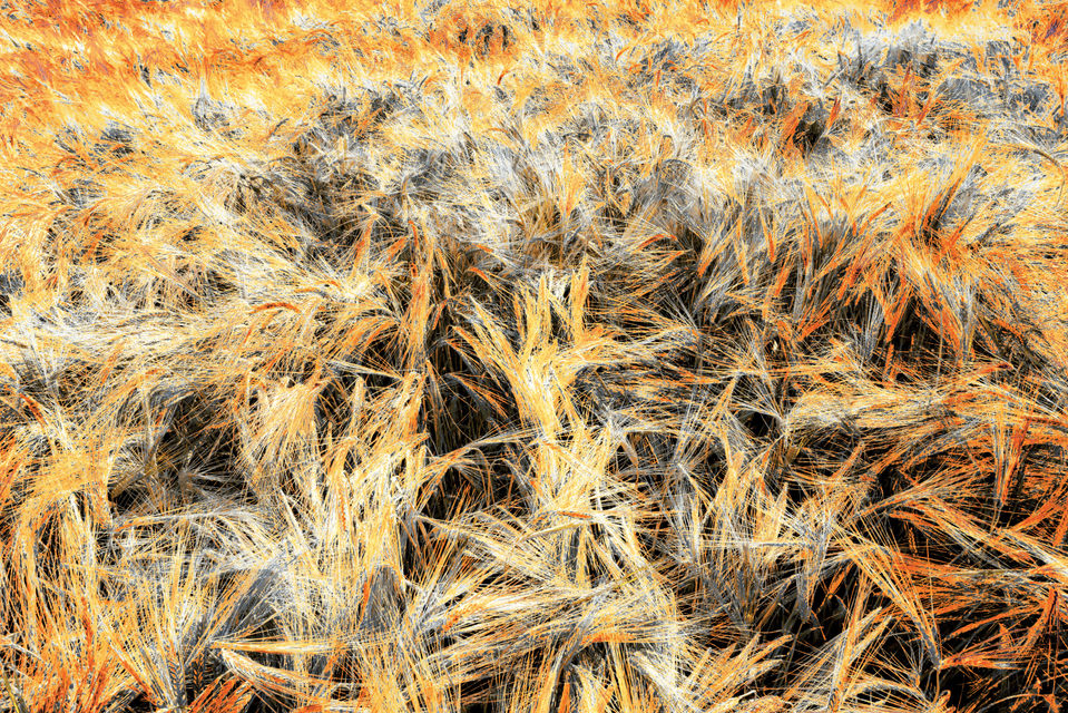 Rye CLXIV - ID 007820