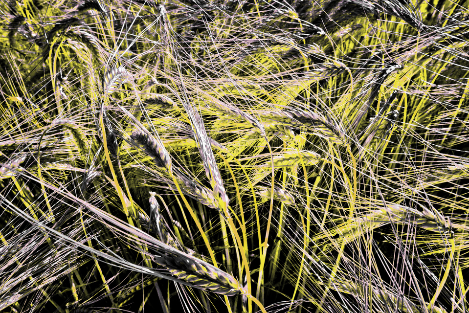 Rye CLXVI - ID 007822