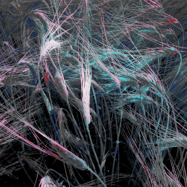 Rye CLXVII - ID 007823