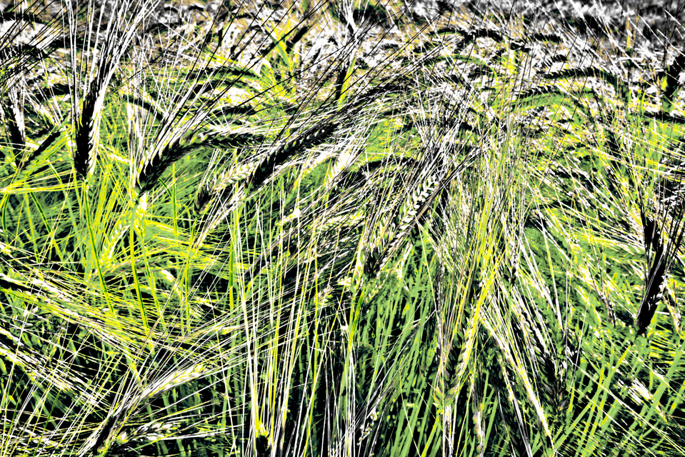 Rye CLXVIII - ID 007824