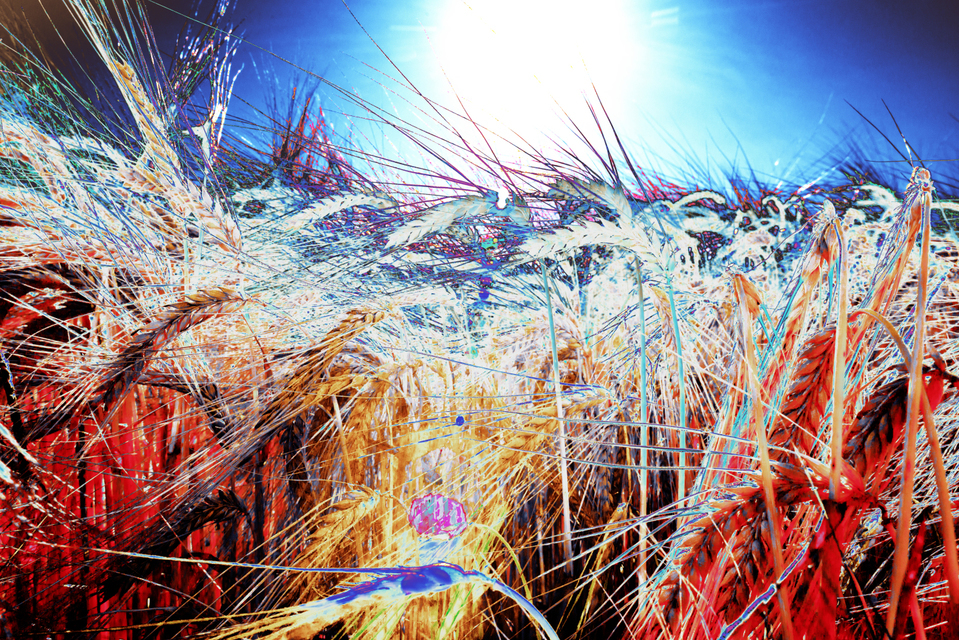 Rye CLXIX - ID 007825