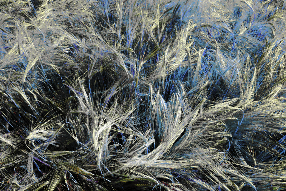 Rye CLXX - ID 007826