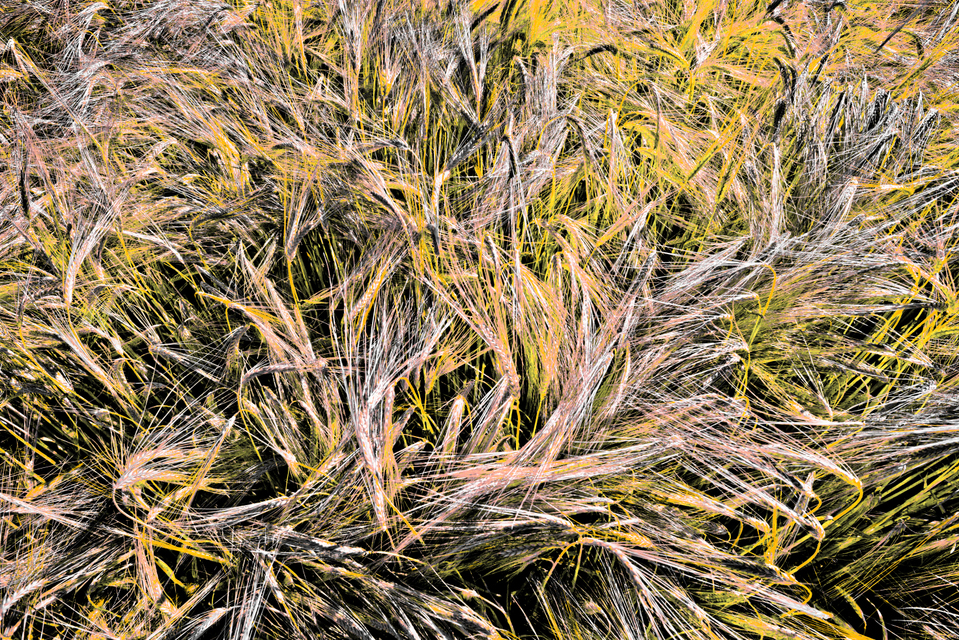 Rye CLXXIII - ID 007829