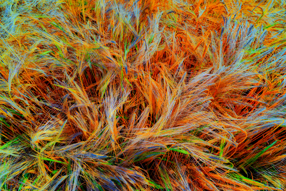 Rye CLXXIV - ID 007830