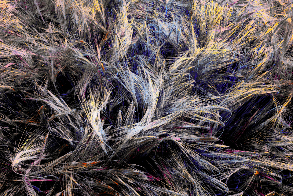 Rye CLXXV - ID 007831