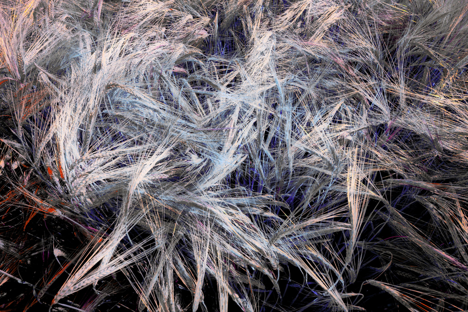 Rye CLXXVI - ID 007832