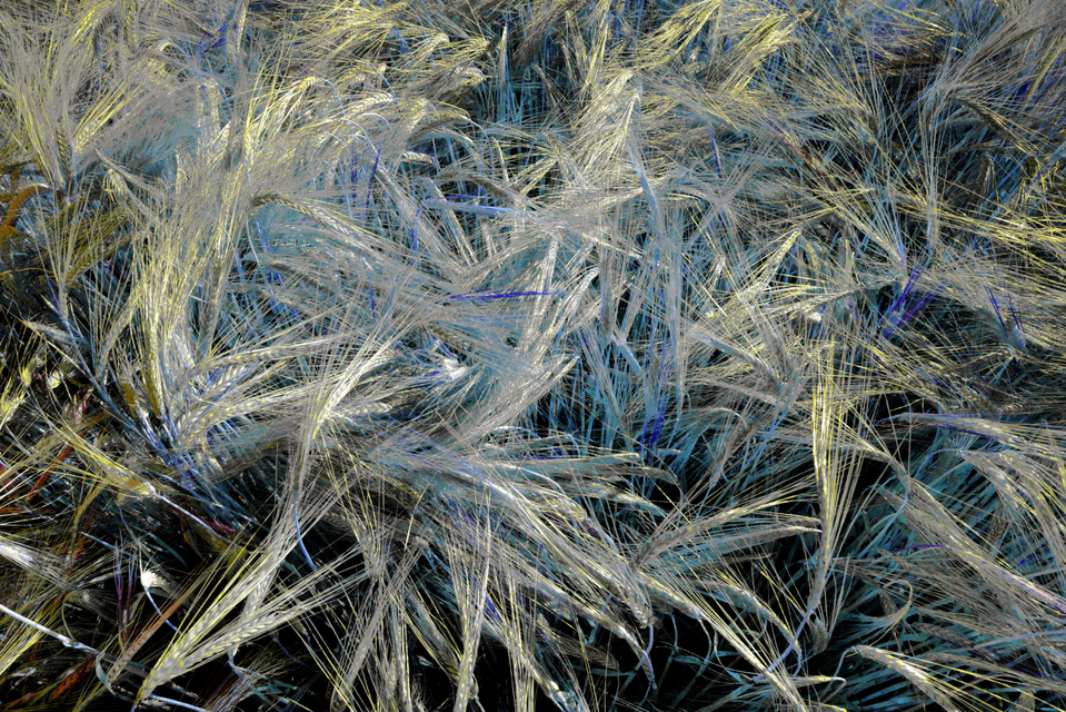 Rye CLXXVII - ID 007833