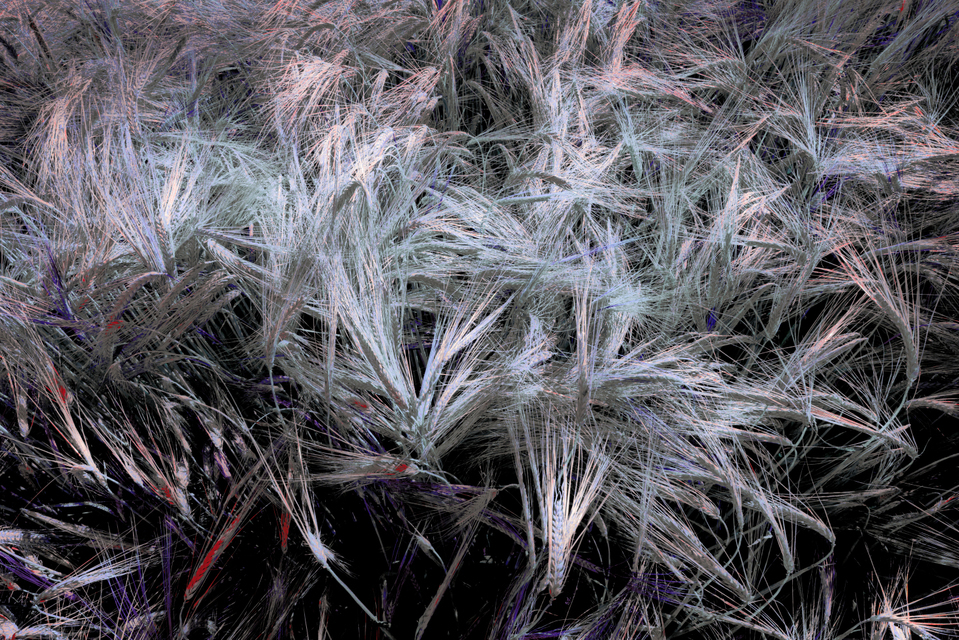 Rye CLXXVIII - ID 007834