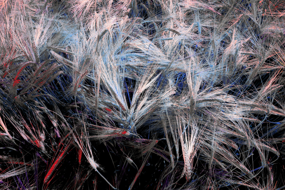 Rye CLXXIX - ID 007835