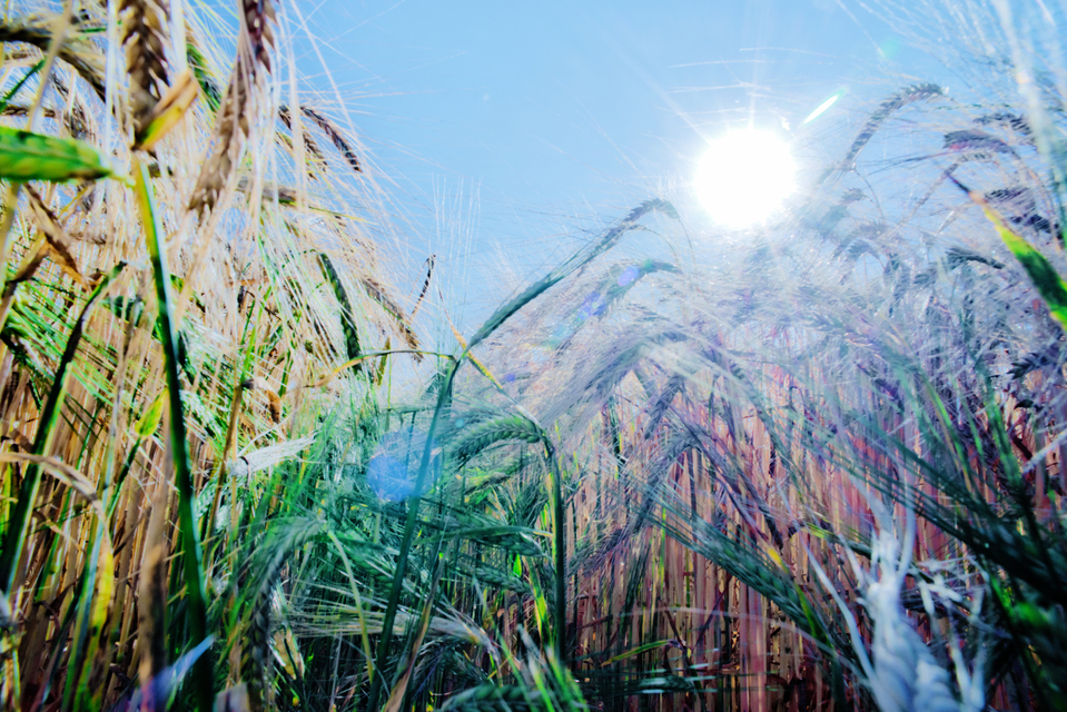 Rye CLXXXIII - ID 007839