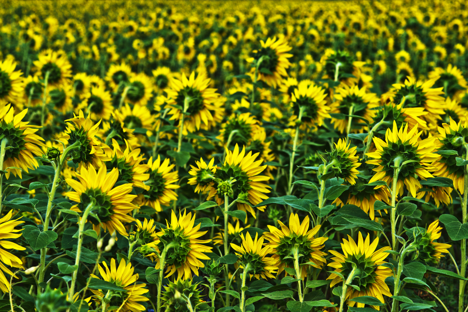 Last Sunflower Field VIII - ID 007924