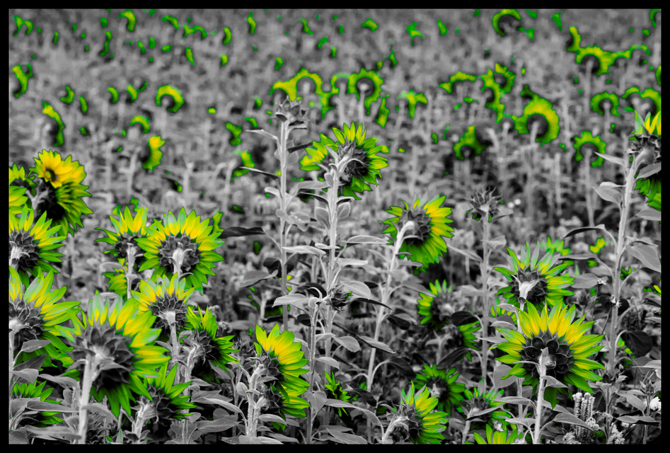 Last Sunflower Field IX - ID 007925