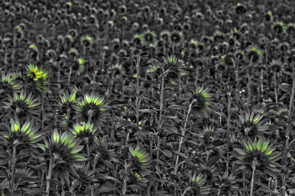 Last Sunflower Field X - ID 007926