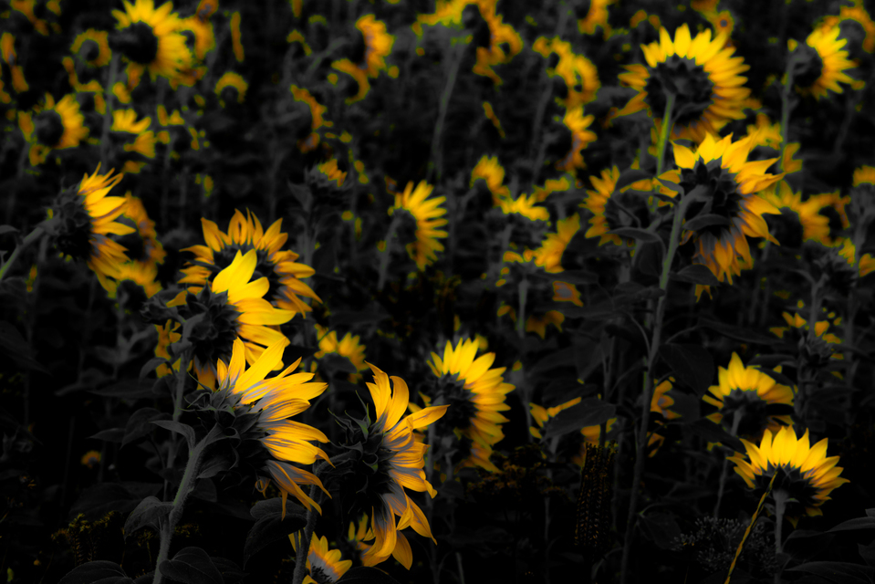 Last Sunflower Field XI - ID 007927