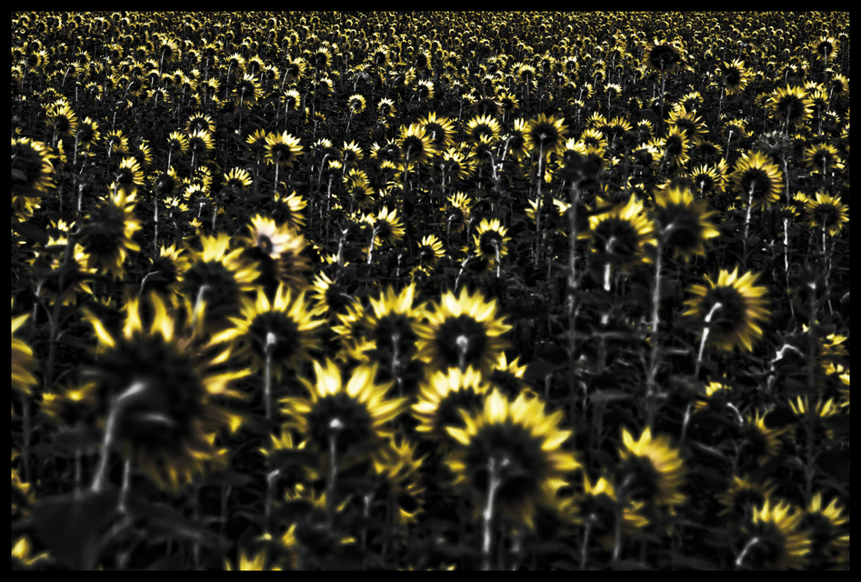 Last Sunflower Field XII - ID 007928