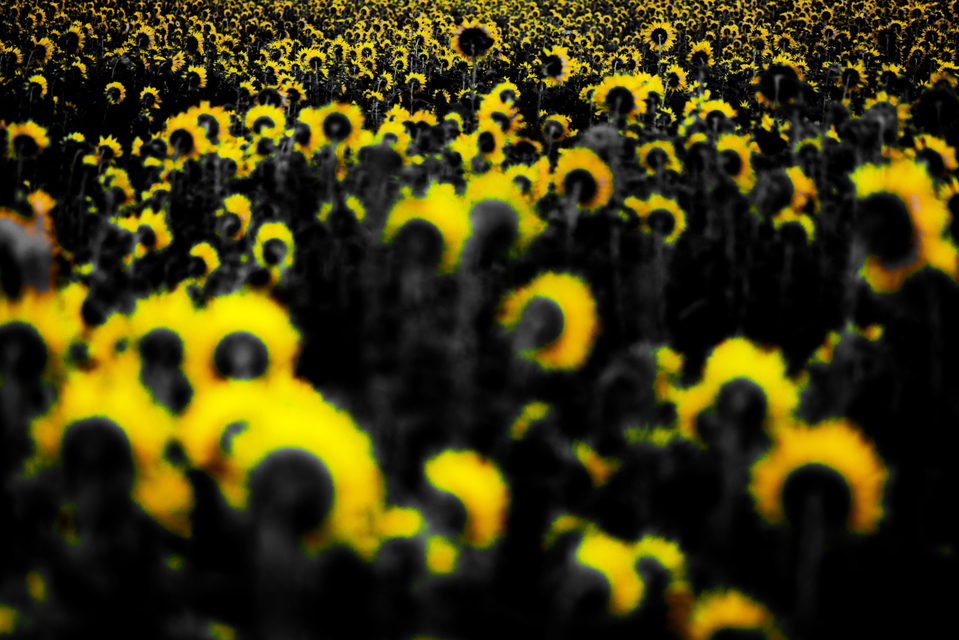 Last Sunflower Field XIII - ID 007929
