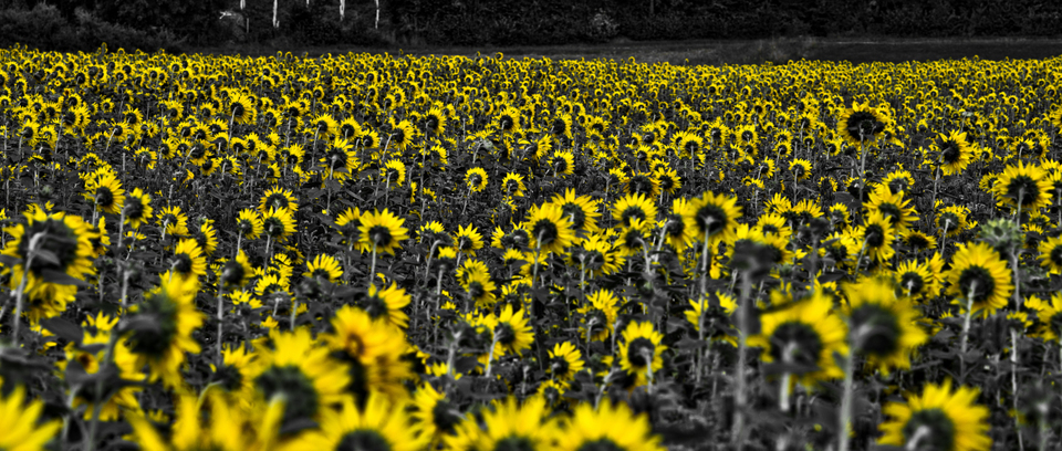 Last Sunflower Field XV - ID 007931