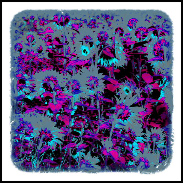 Last Sunflower Field XIX - ID 007935