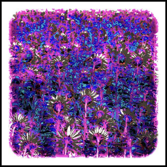 Last Sunflower Field XXI - ID 007937