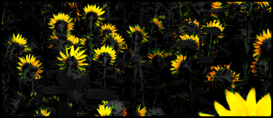 Last Sunflower Field XXII - ID 007938