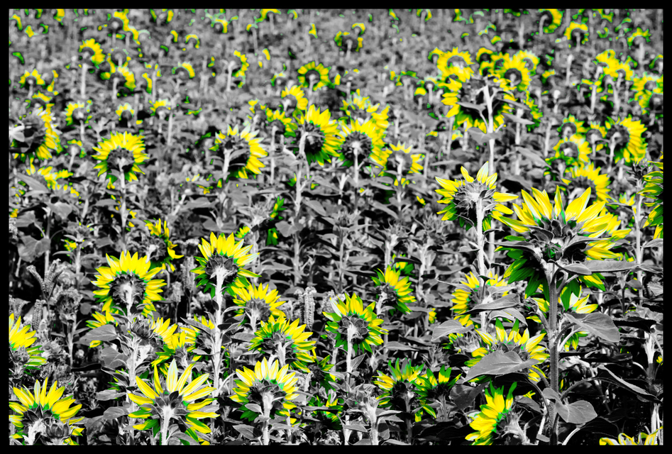 Last Sunflower Field XXVI - ID 007942