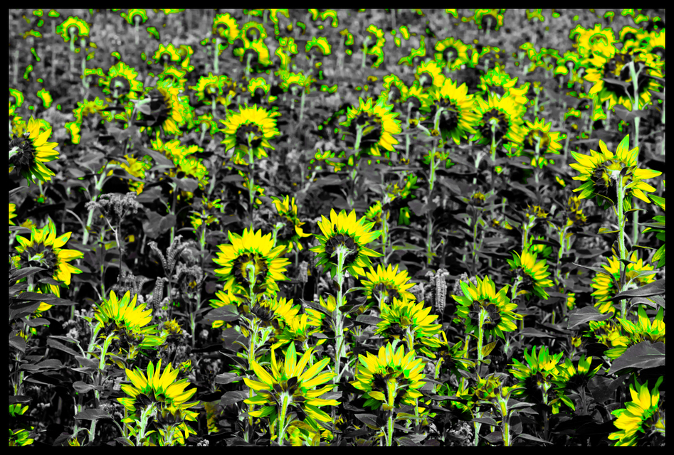 Last Sunflower Field XXVII - ID 007943