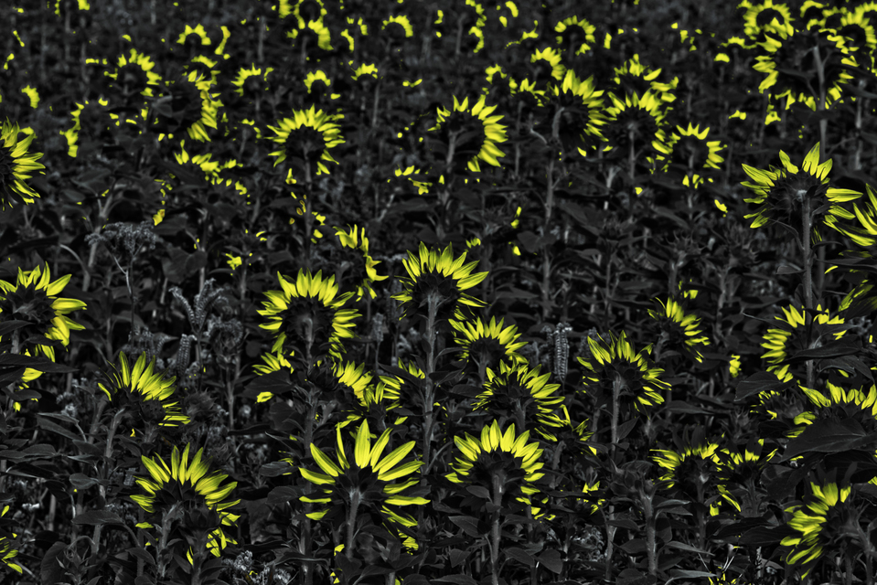 Last Sunflower Field XXVIII - ID 007944