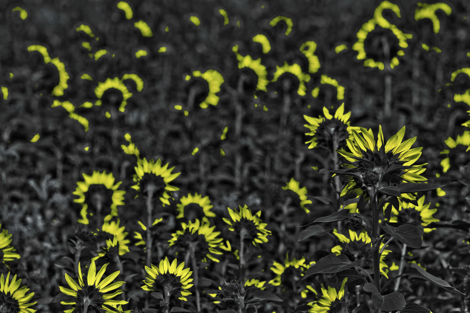 Last Sunflower Field XXX - ID 007946