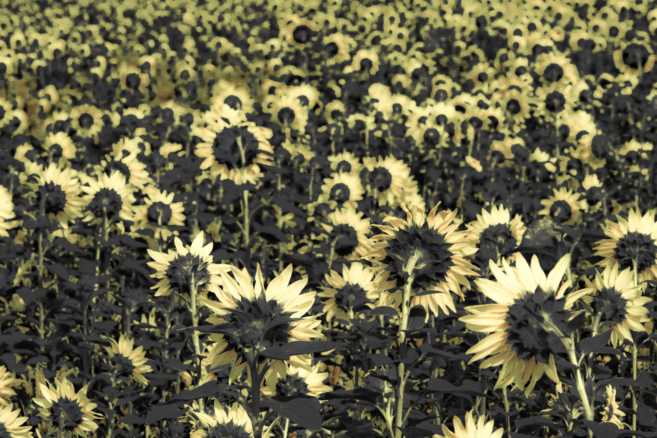 Last Sunflower Field XXXIII - ID 007949