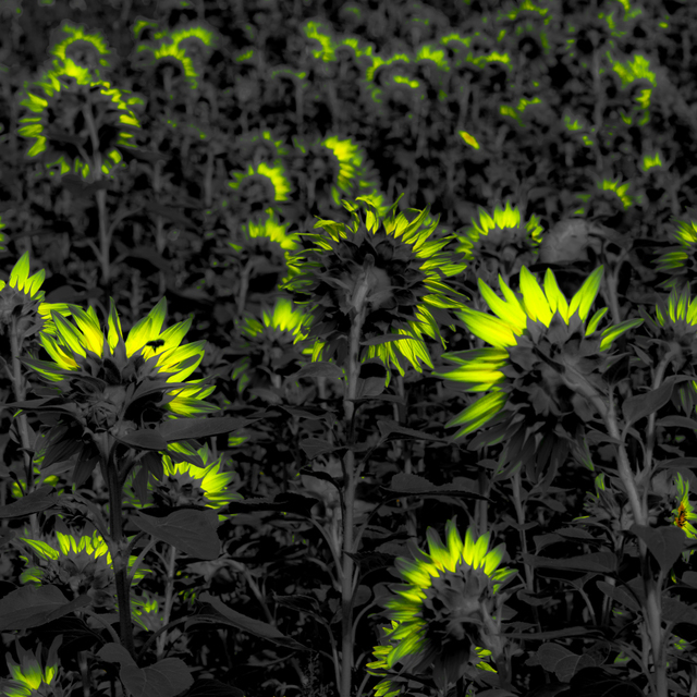 Last Sunflower Field XXXV - ID 007951