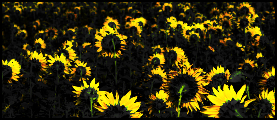Last Sunflower Field XXXVIII - ID 007954