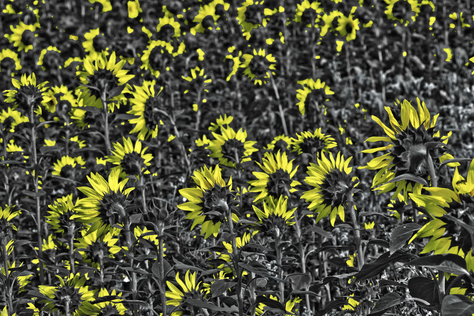 Last Sunflower Field XXXIX - ID 007955