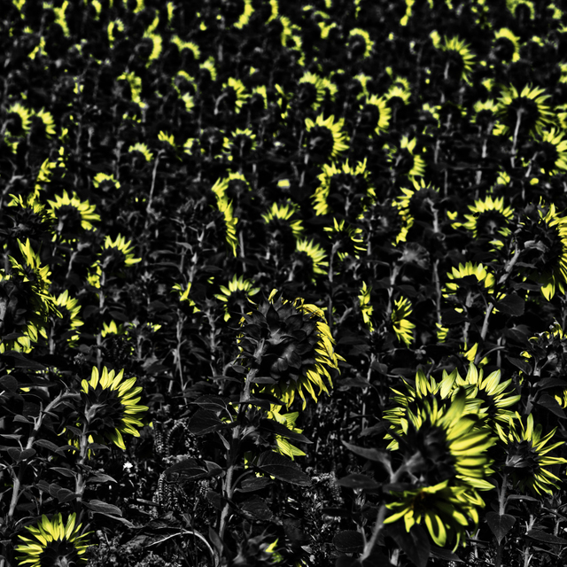 Last Sunflower Field XLI - ID 007957